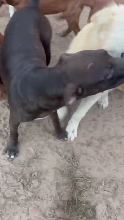 Enlarge Olive, a Adoptable mixed breed in Syracuse, NY video 6/6
