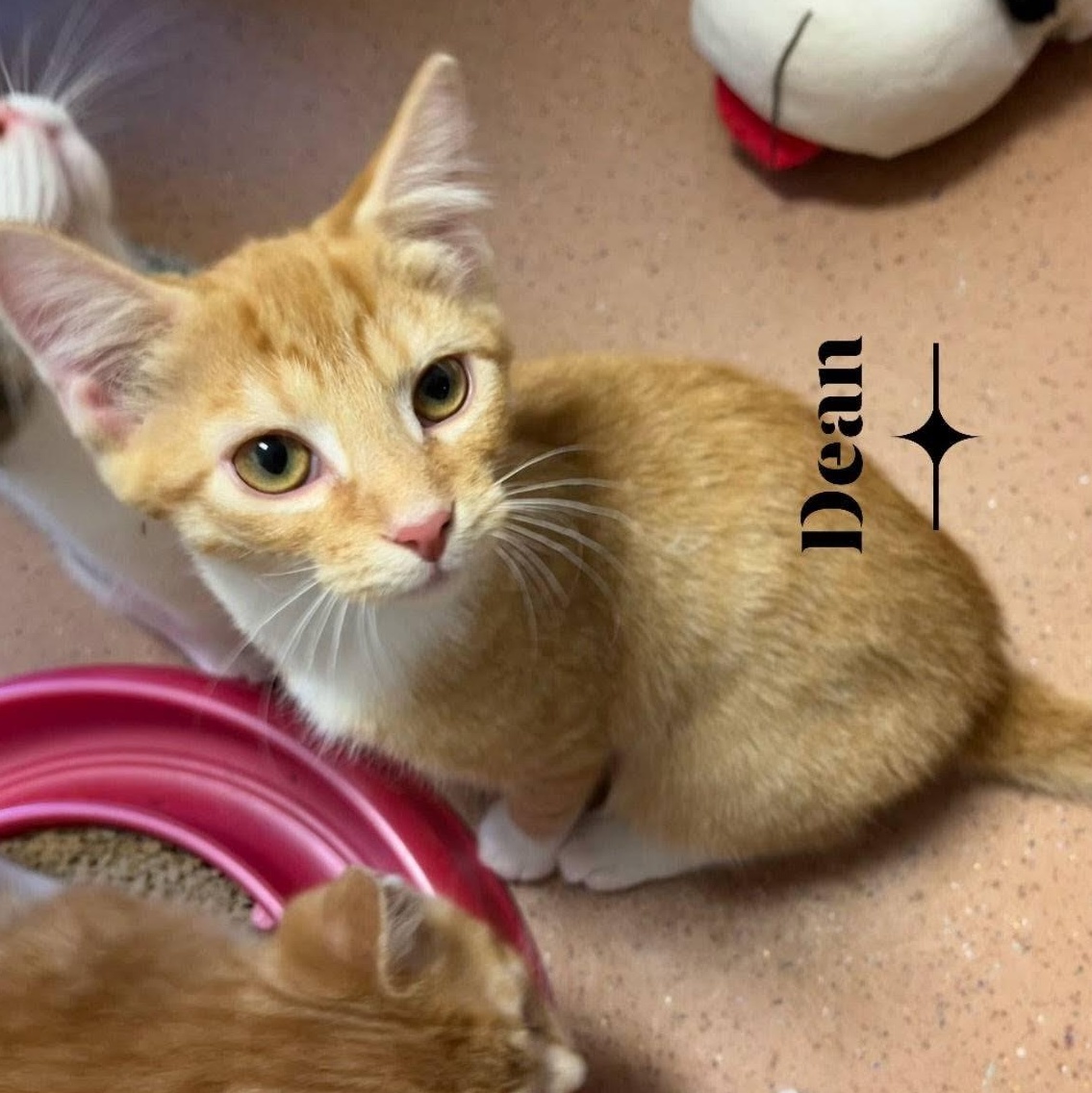 Dean, ADOPTABLE, Young Male Domestic Short Hair.