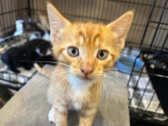 Sidney has the best little muzzle, Baby Male unknown
