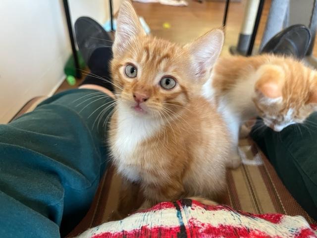 Sidney has the best little muzzle, an adoptable Domestic Short Hair in Eagle Point, OR, 97524 | Photo Image 4