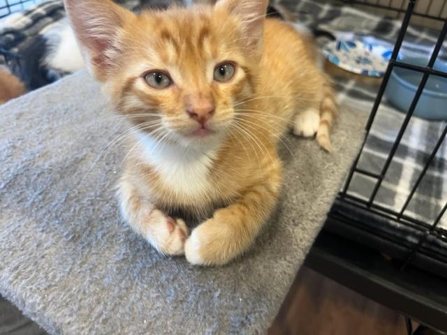 Sidney has the best little muzzle, an adoptable Domestic Short Hair in Eagle Point, OR, 97524 | Photo Image 2