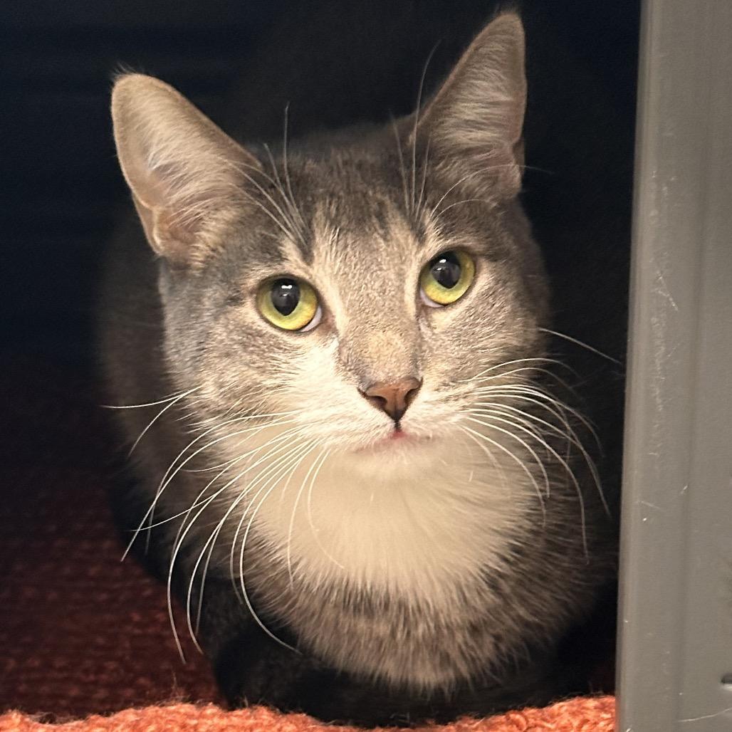 Socks, Adoptable, Young Male Domestic Short Hair.