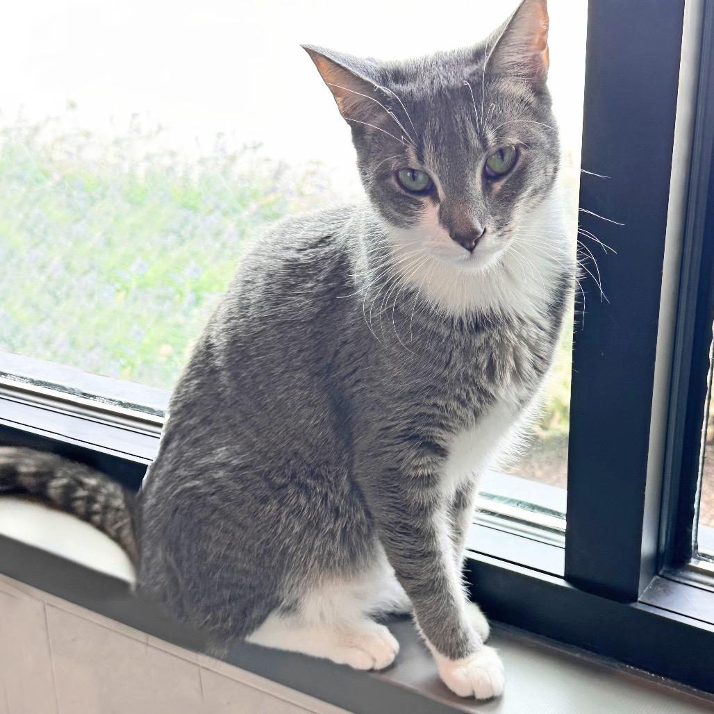 Enlarge Socks, a Adoptable Domestic Short Hair in Hailey, ID image 2/4