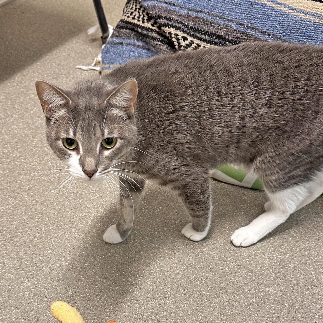 Enlarge Socks, a Adoptable Domestic Short Hair in Hailey, ID image 3/4