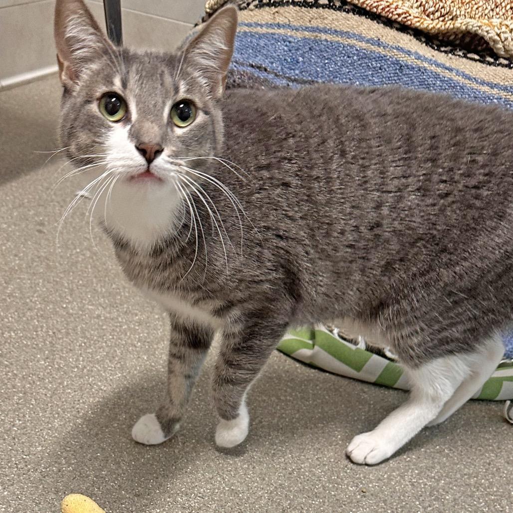 Enlarge Socks, a Adoptable Domestic Short Hair in Hailey, ID image 4/4