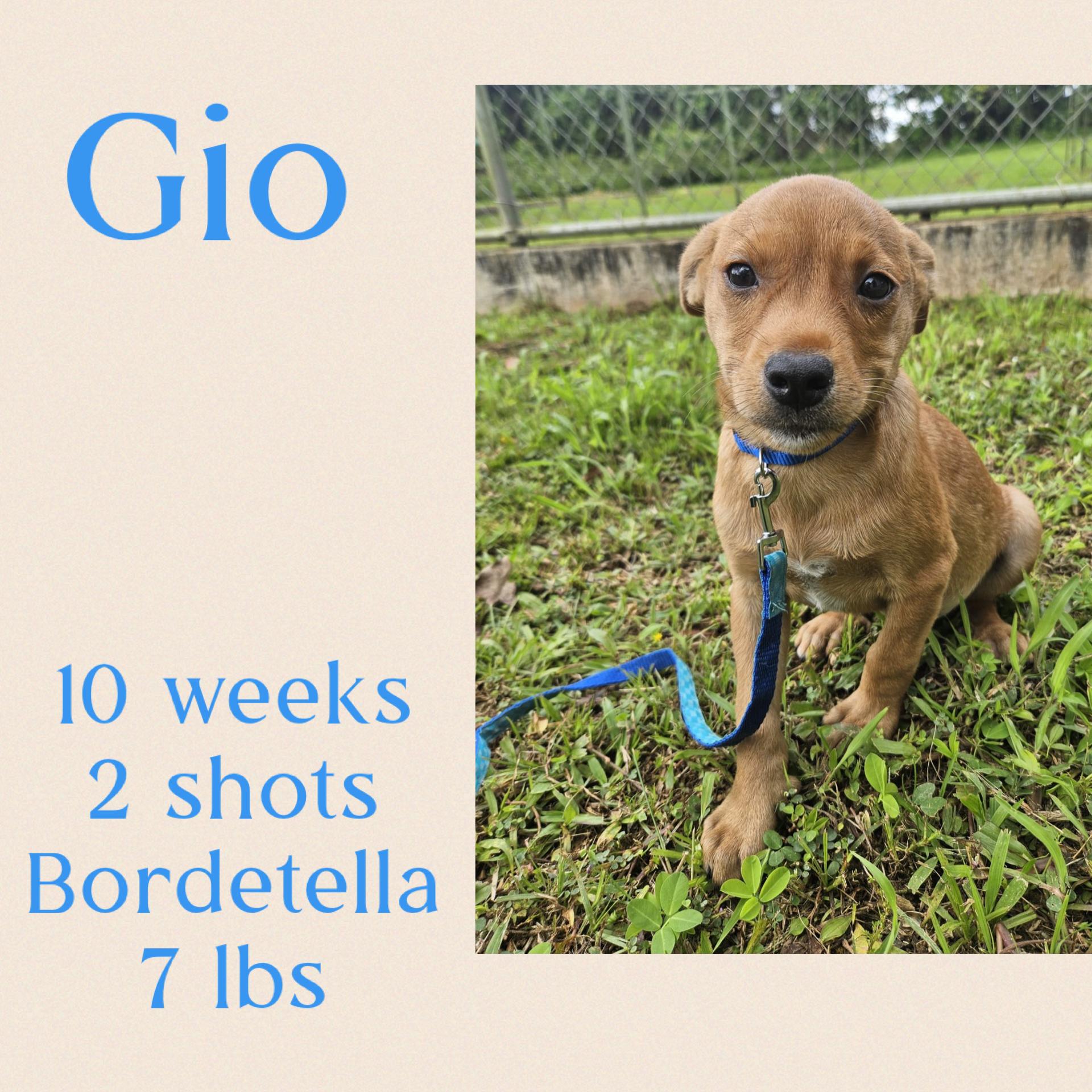 Enlarge Gio, a ADOPTABLE mixed breed in Virginia Beach, VA image 2/3