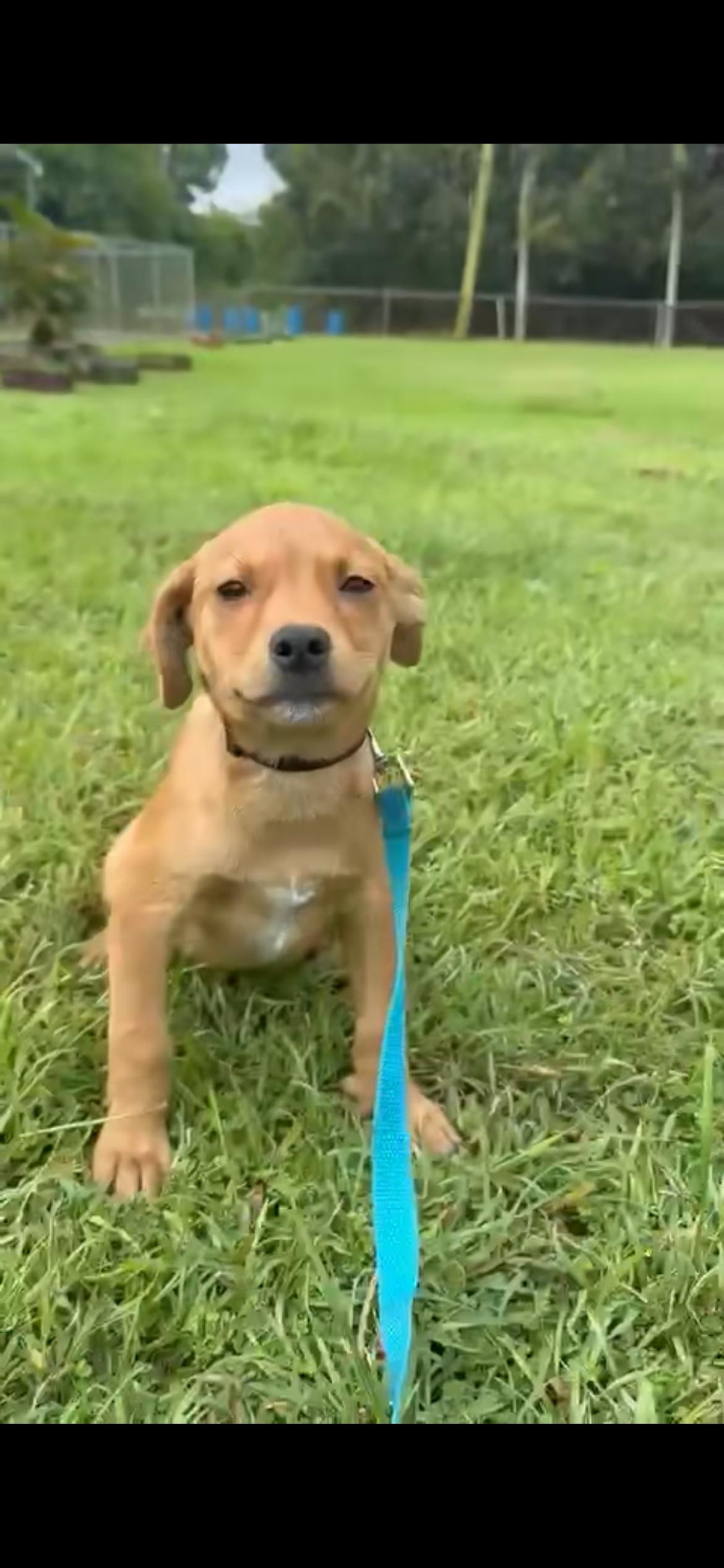Enlarge Gio, a ADOPTABLE mixed breed in Virginia Beach, VA image 3/3