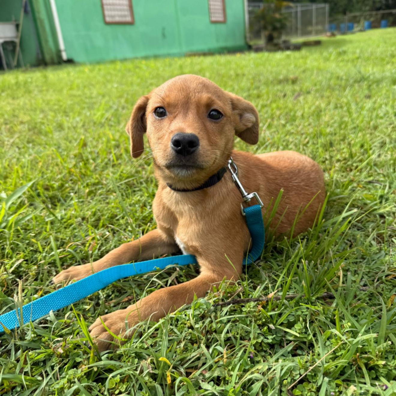 Enlarge Gio, a ADOPTABLE mixed breed in Virginia Beach, VA image 1/3