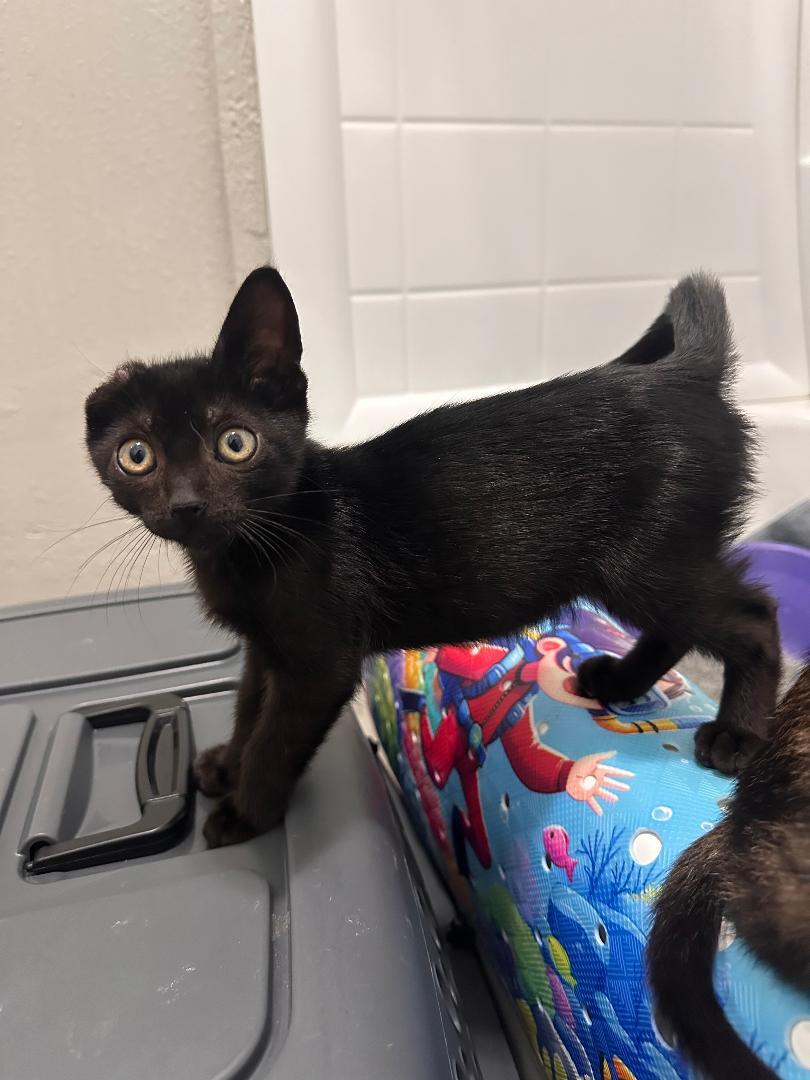 Ginger, a ADOPTABLE Domestic Medium Hair in Houston, TX image 2/4