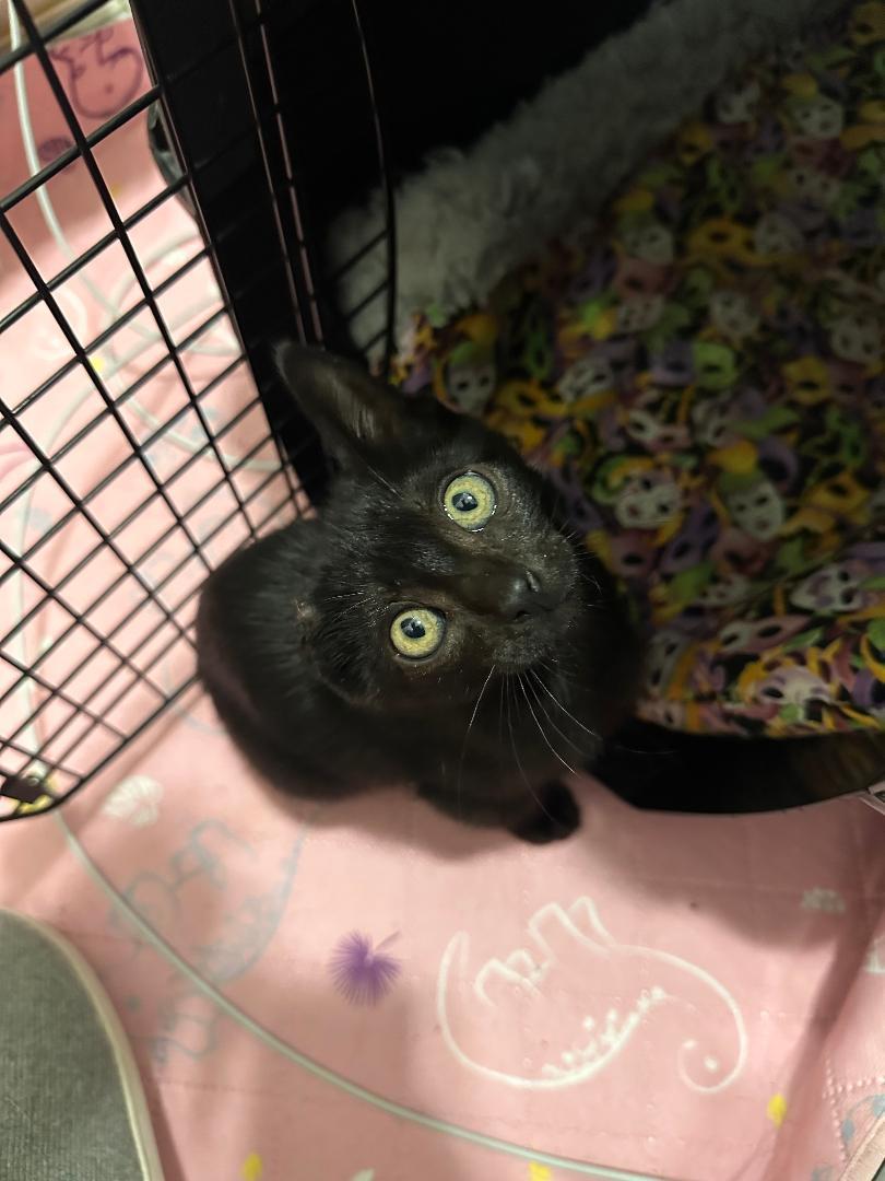 Ginger, a ADOPTABLE Domestic Medium Hair in Houston, TX image 3/4