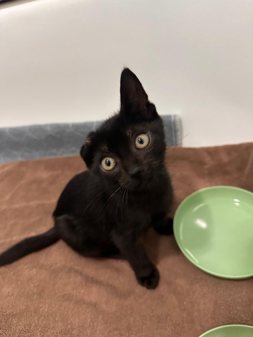 Ginger, a ADOPTABLE Domestic Medium Hair in Houston, TX image 4/4