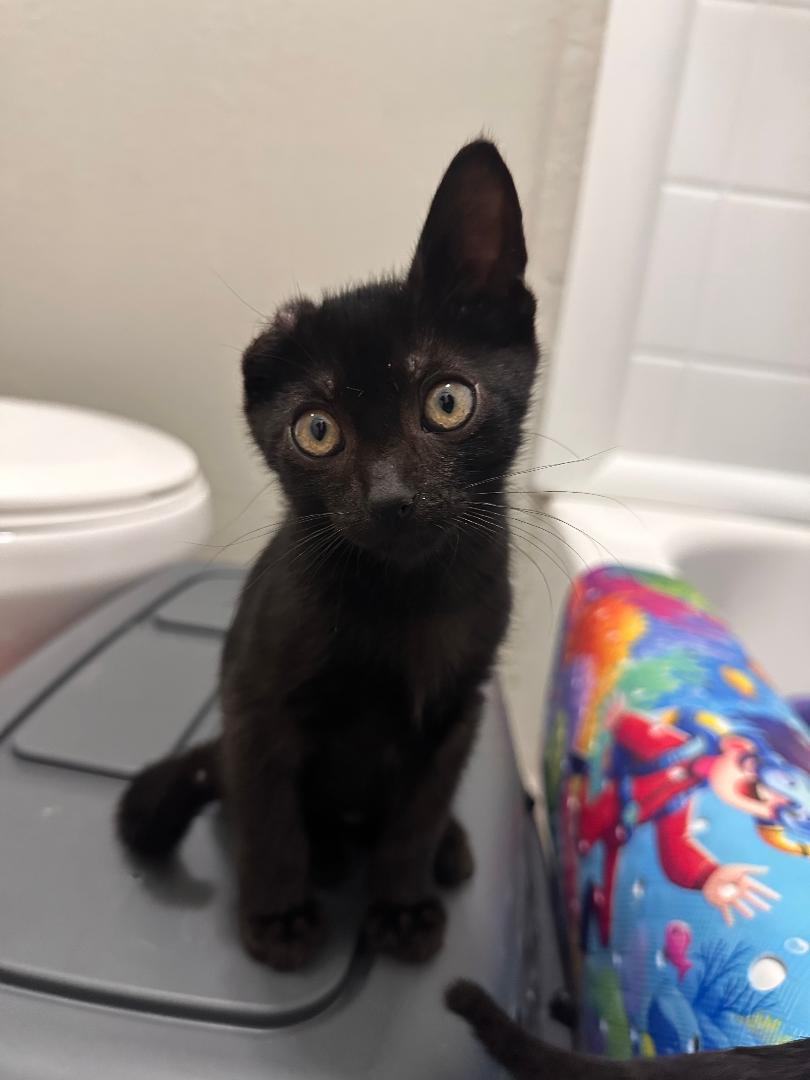 Ginger, ADOPTABLE, Kitten Male Domestic Medium Hair.