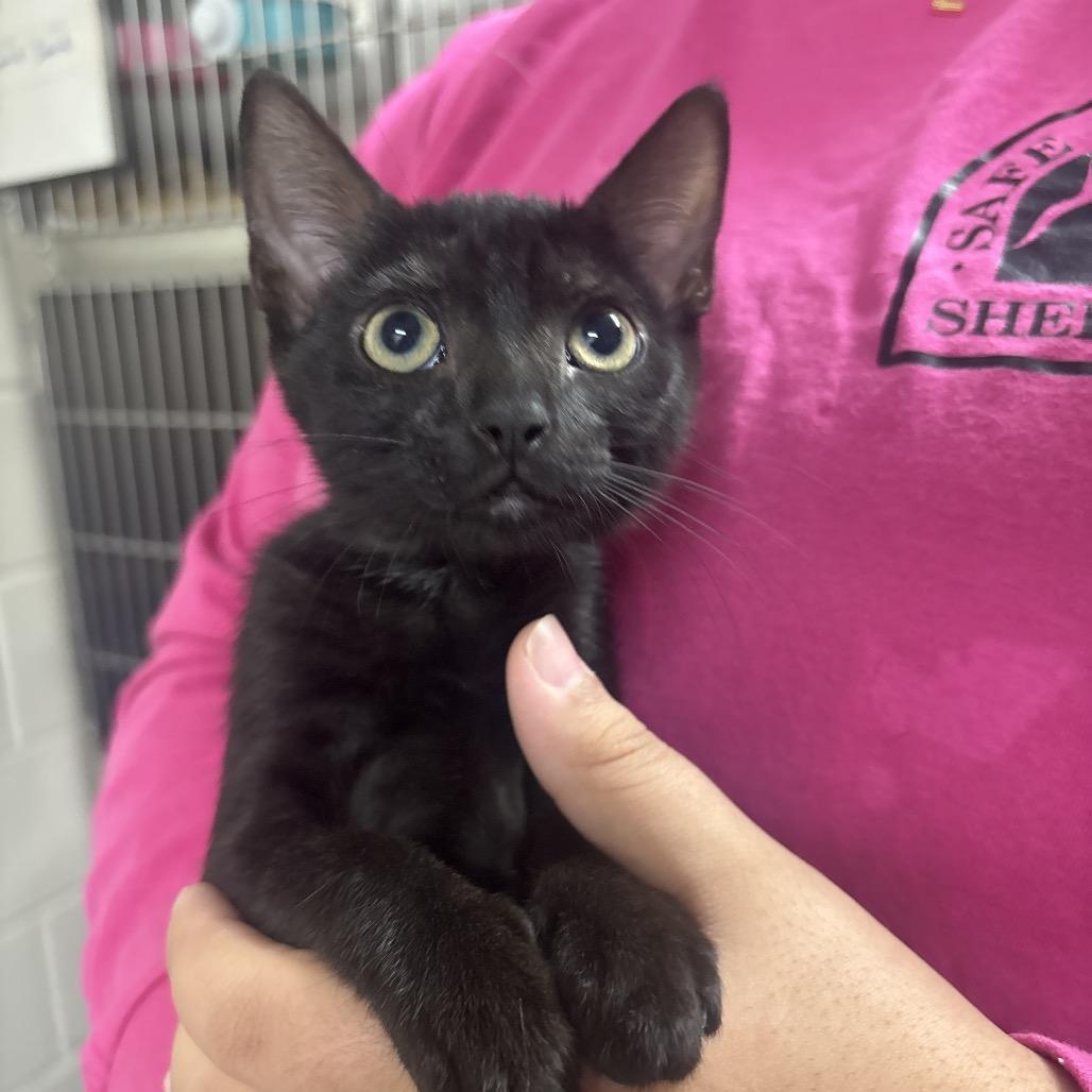 Galileo 29831, Adoptable, Kitten Female Domestic Short Hair.