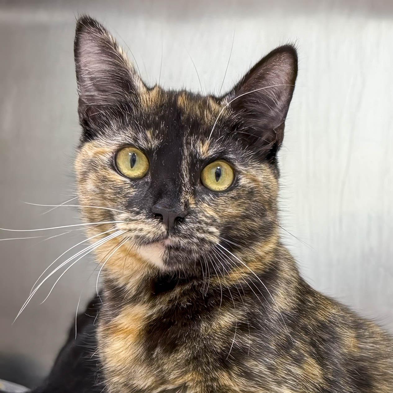 Enlarge Winnie, a ADOPTABLE Tortoiseshell in Stamford, CT image 1/3