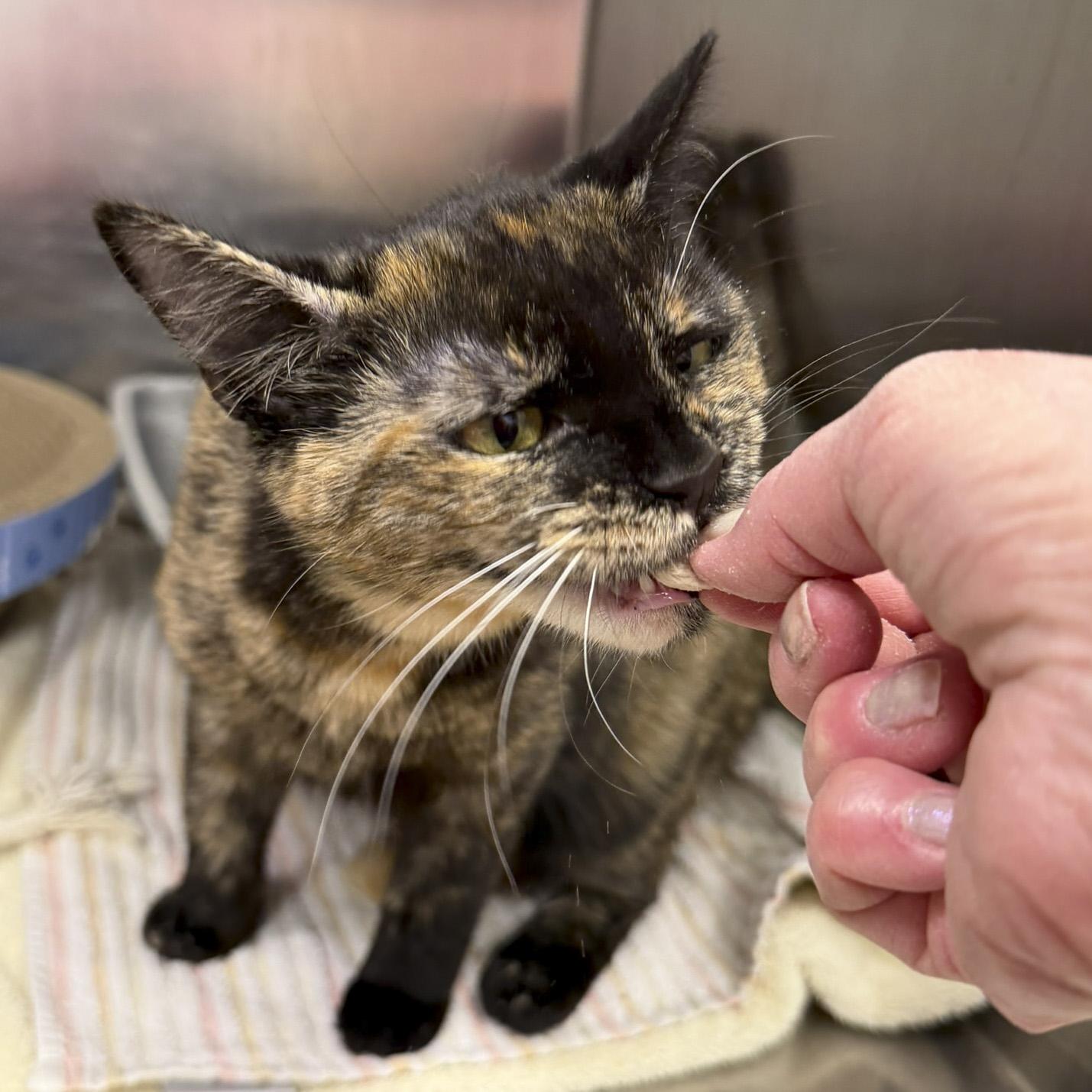 Enlarge Winnie, a ADOPTABLE Tortoiseshell in Stamford, CT image 3/3