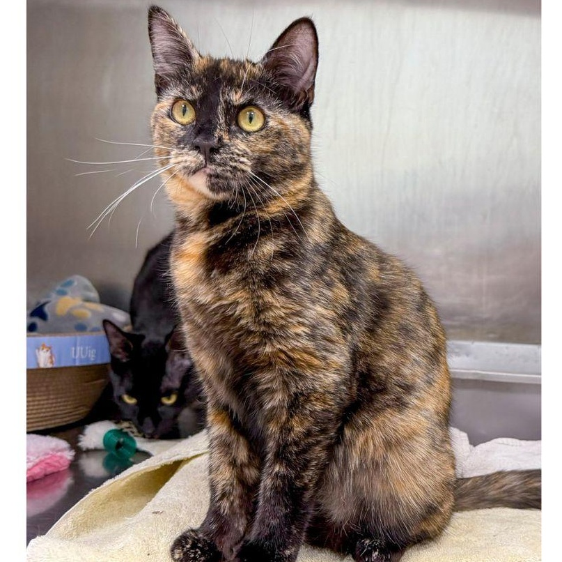 Enlarge Winnie, a ADOPTABLE Tortoiseshell in Stamford, CT image 2/3