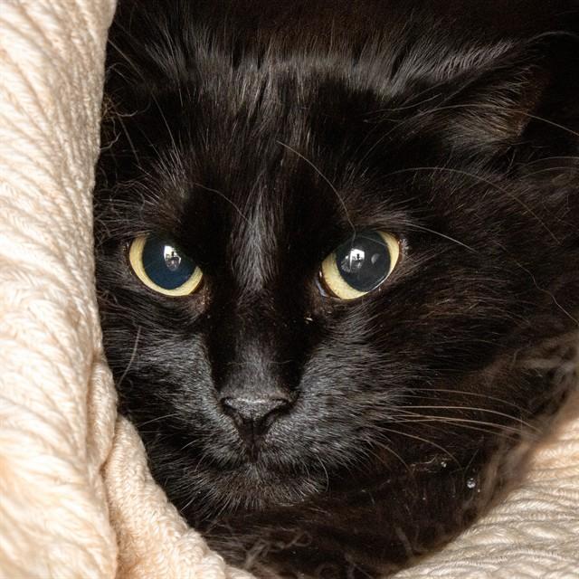 FOXY, Adoptable, Adult Female Domestic Long Hair.