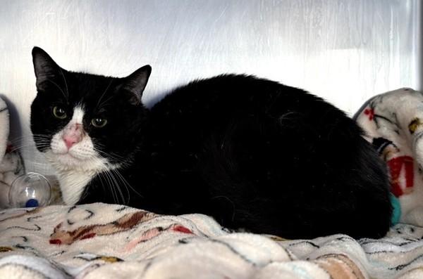 Enlarge Grape, a Adoptable mixed breed in Staten Island, NY image 1/1