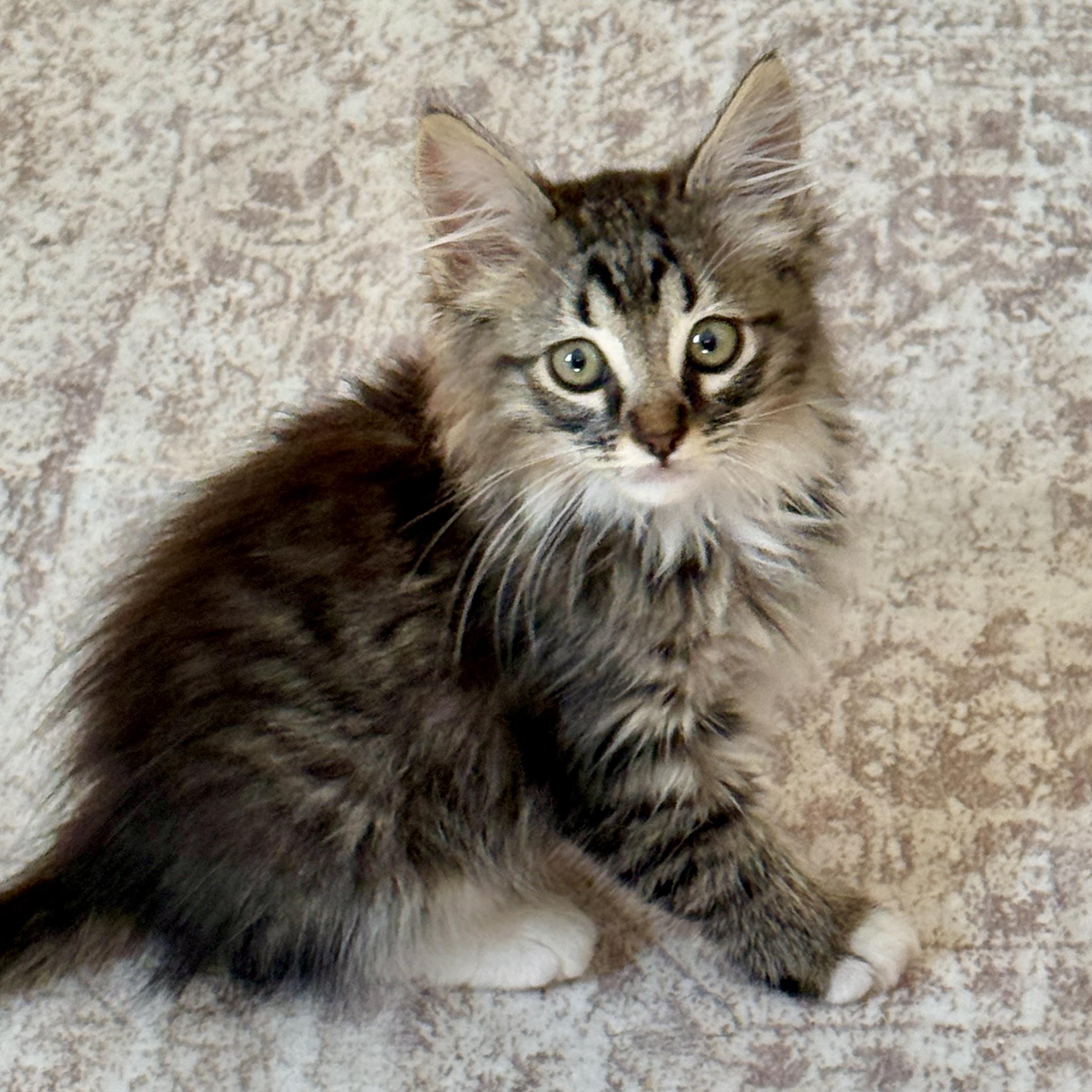 Lionel, ADOPTABLE, Kitten Male Domestic Medium Hair.