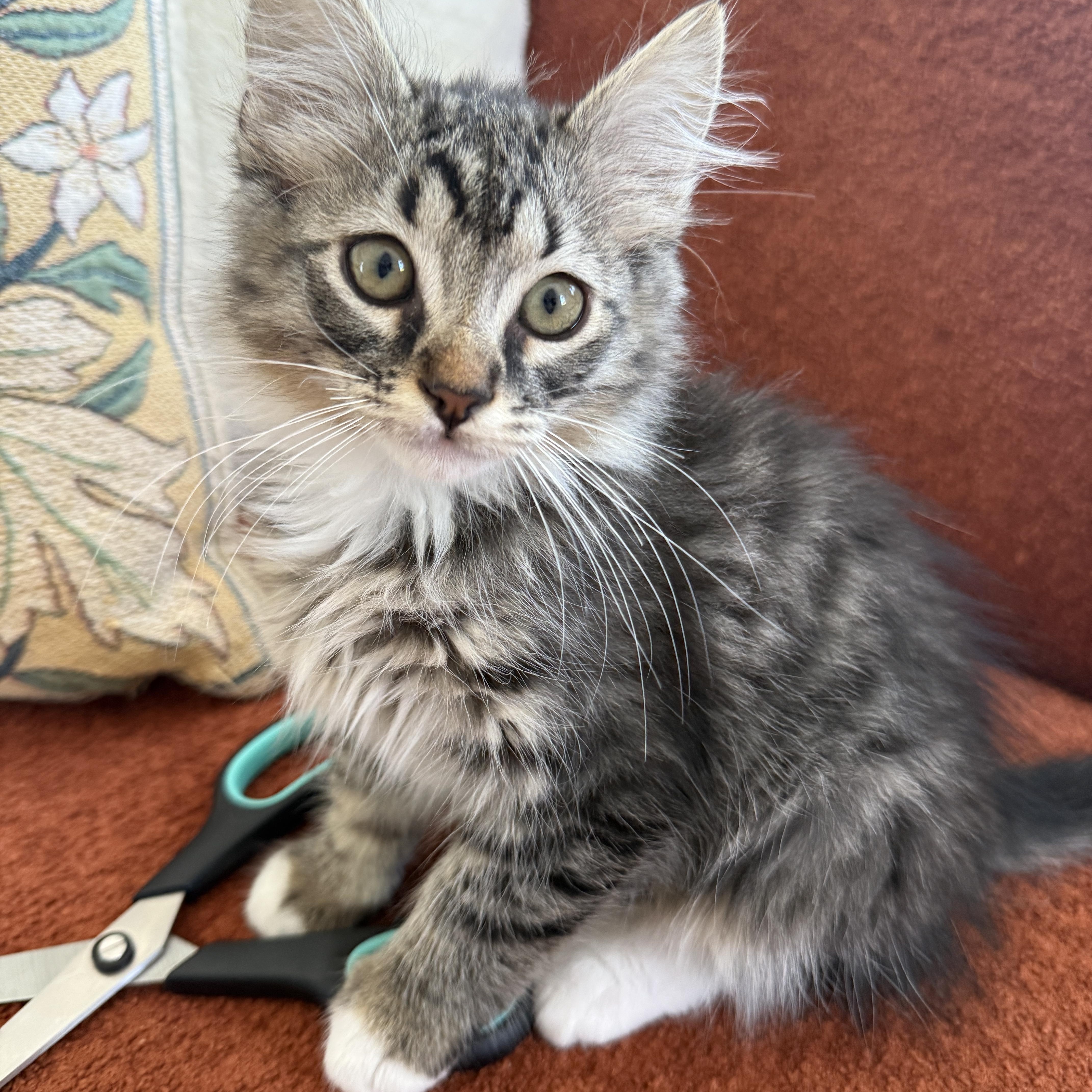 Enlarge Lionel, a ADOPTABLE Domestic Medium Hair in Los Angeles, CA image 5/5