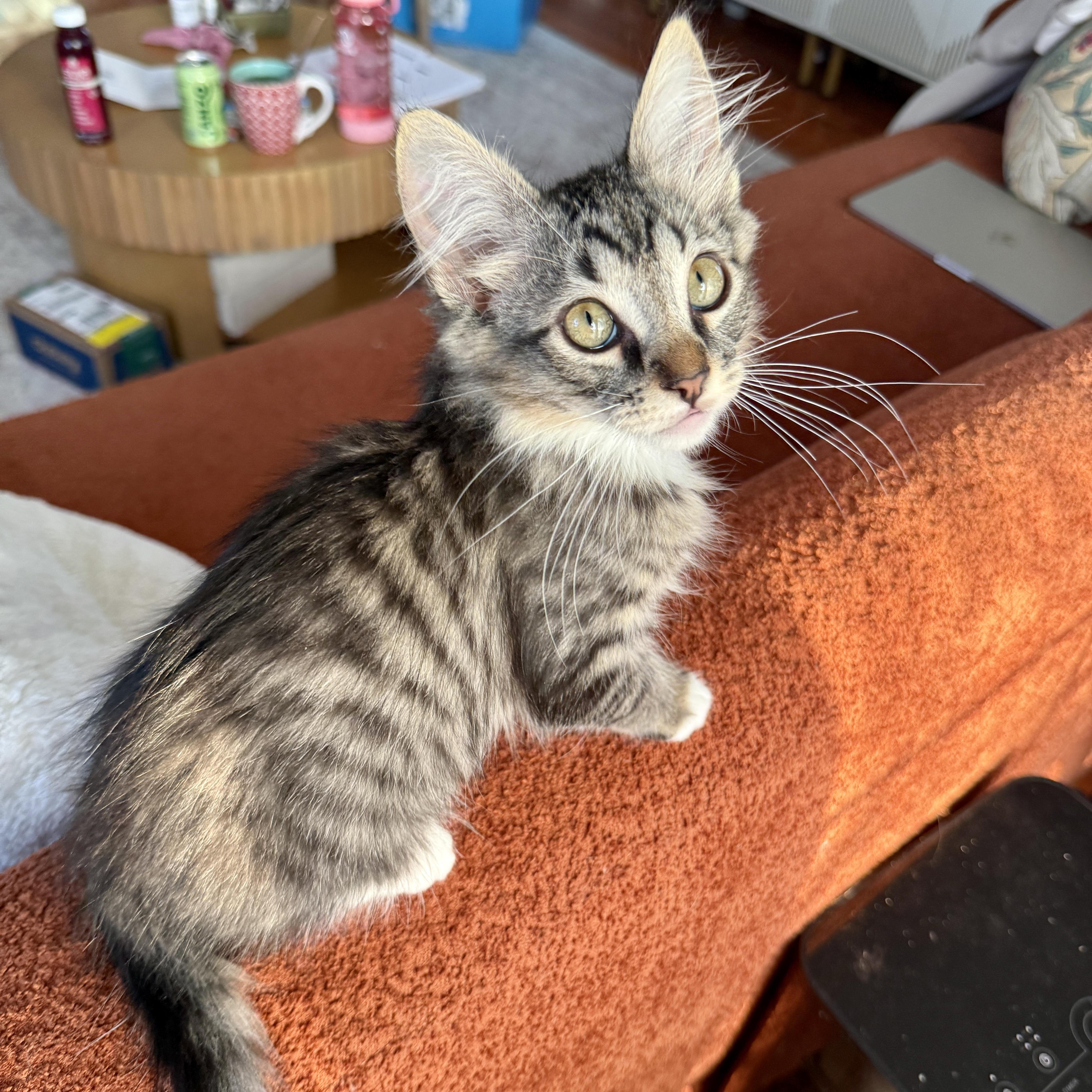 Enlarge Lionel, a ADOPTABLE Domestic Medium Hair in Los Angeles, CA image 3/5
