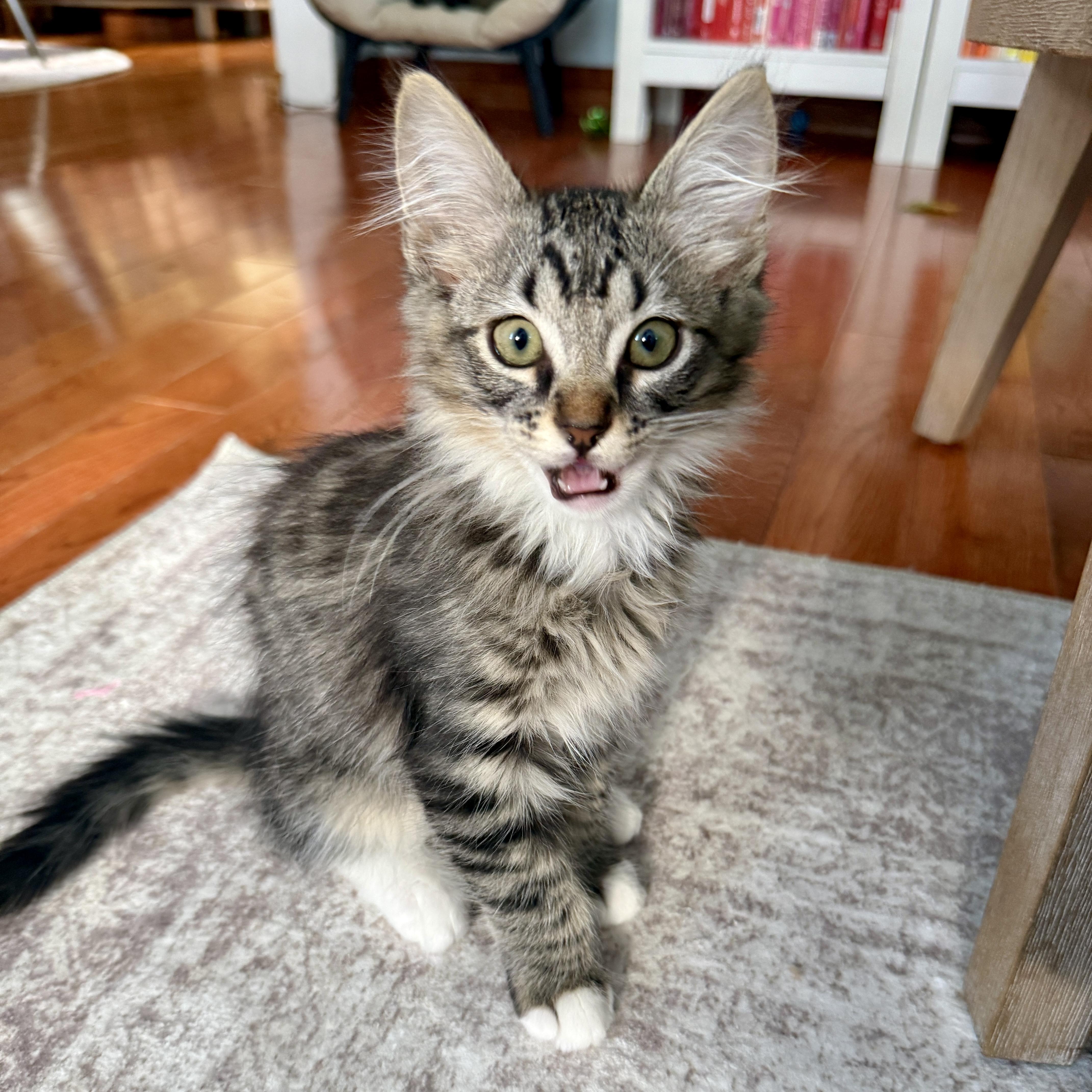 Enlarge Lionel, a ADOPTABLE Domestic Medium Hair in Los Angeles, CA image 4/5