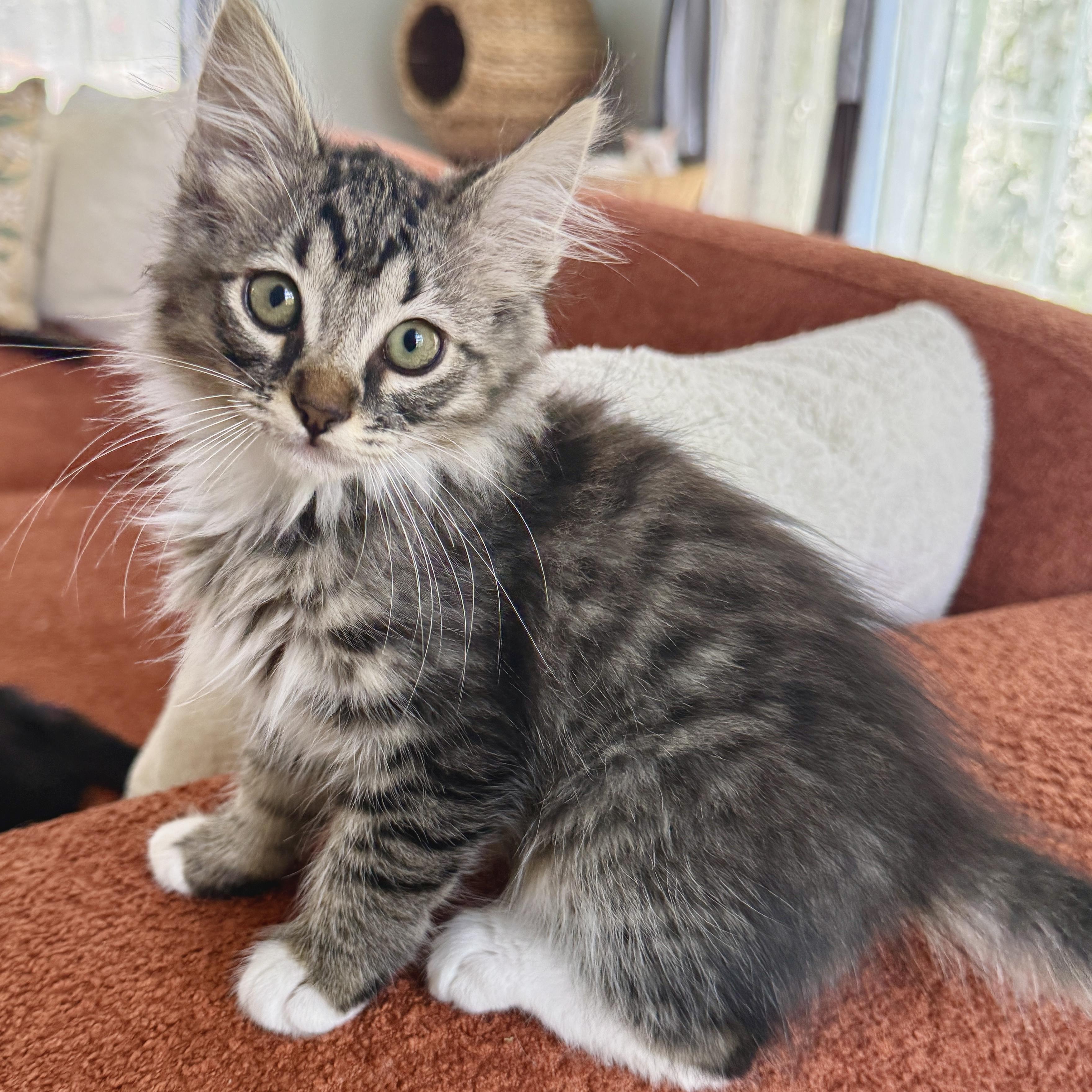 Enlarge Lionel, a ADOPTABLE Domestic Medium Hair in Los Angeles, CA image 2/5