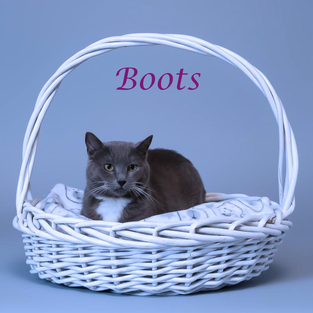 Boots C25-332, Adoptable, Senior Female Domestic Short Hair.