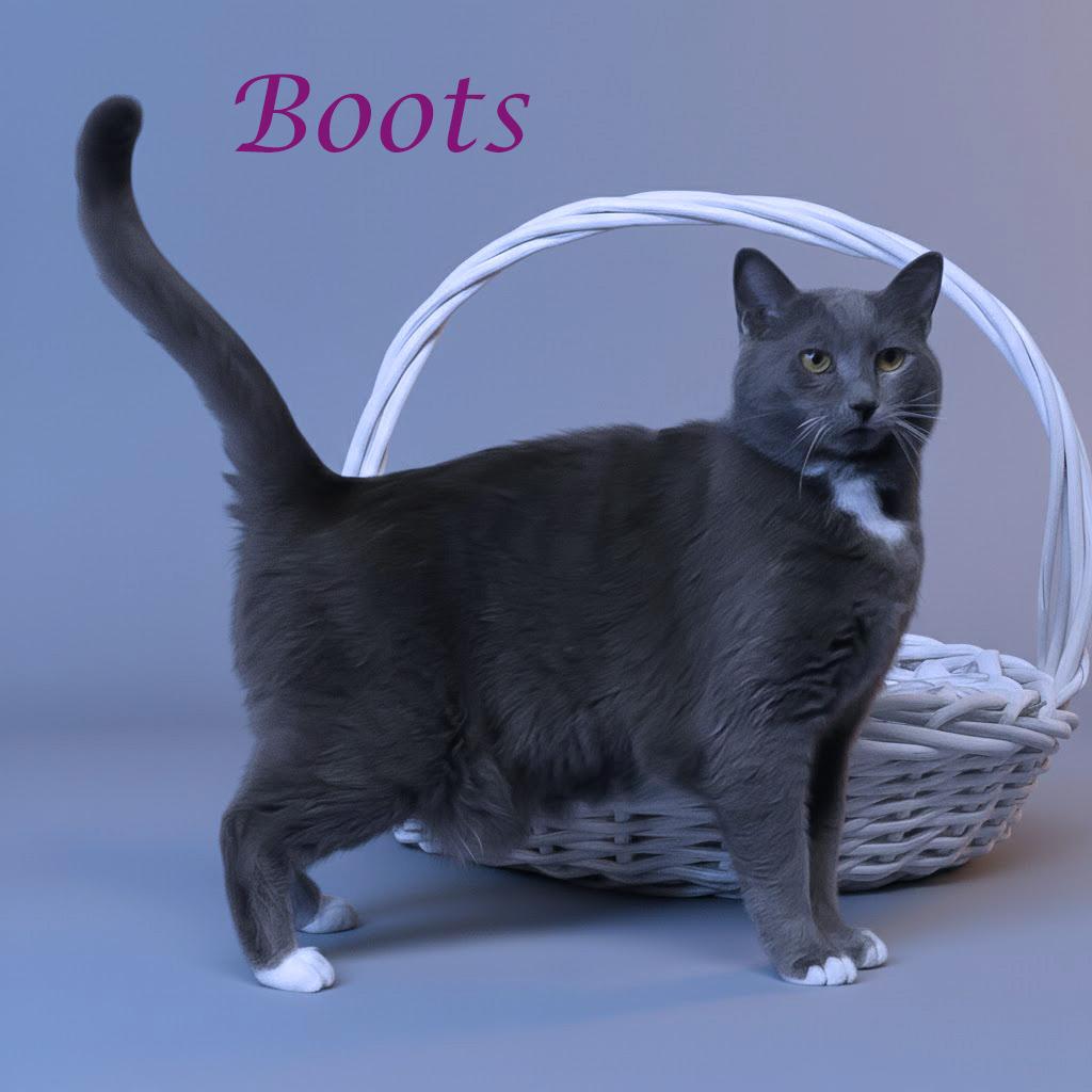 Enlarge Boots C25-332, a Adoptable Domestic Short Hair in Lebanon, TN image 2/2