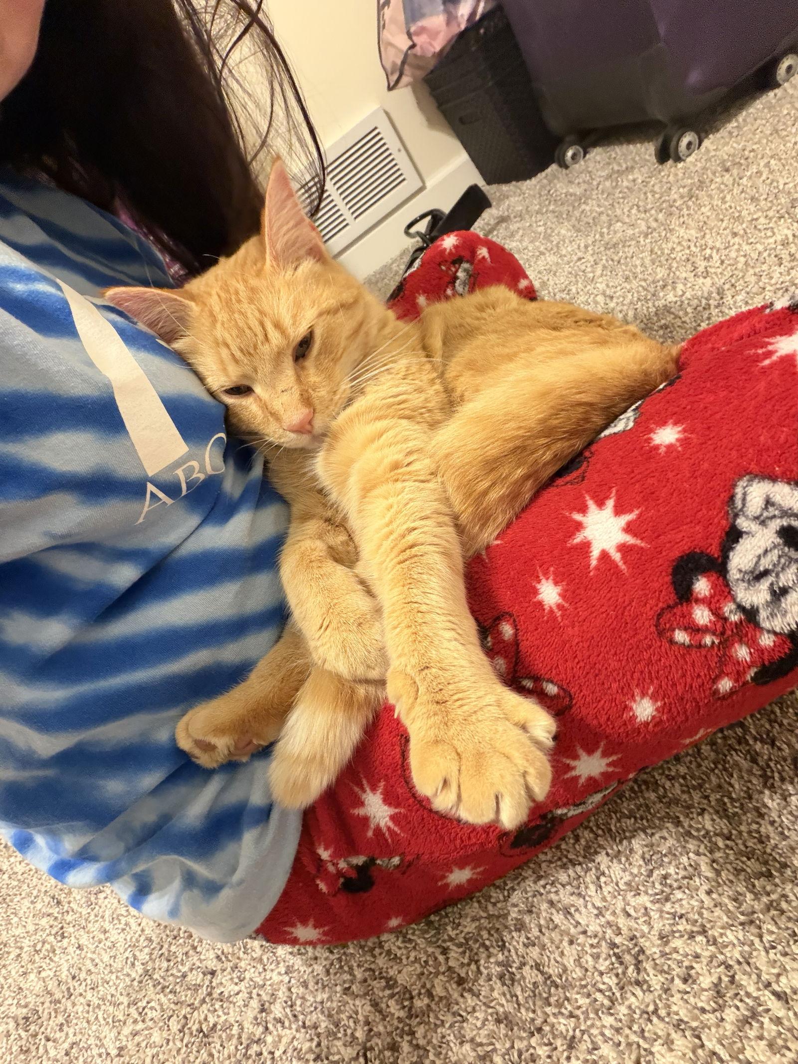 Tigger - CC, a Adoptable Domestic Short Hair in Council Bluffs, IA image 2/2