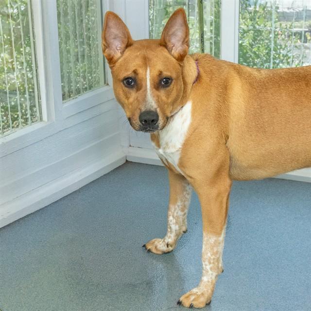 STELLA, Adoptable, Young Female Australian Cattle Dog / Blue Heeler & Mixed Breed.
