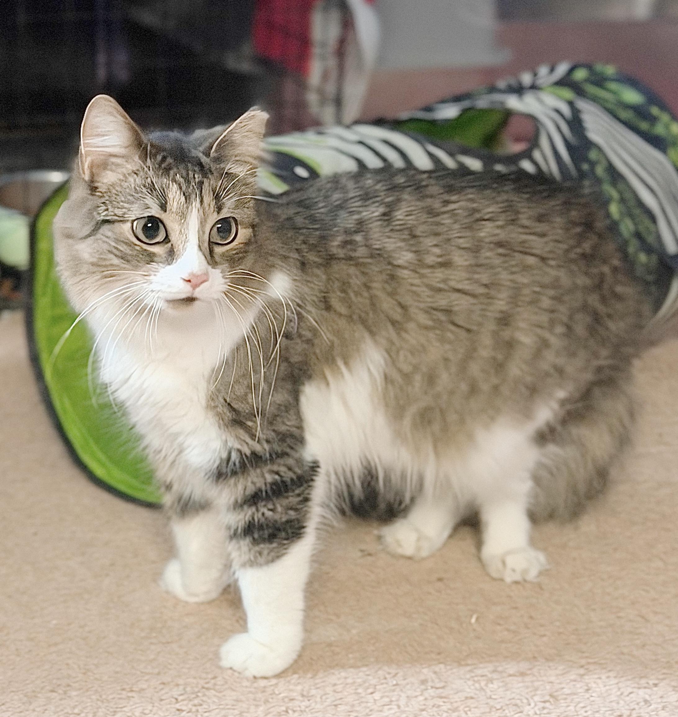 Penelope, adopted, Kitten Female Domestic Medium Hair & Tabby.
