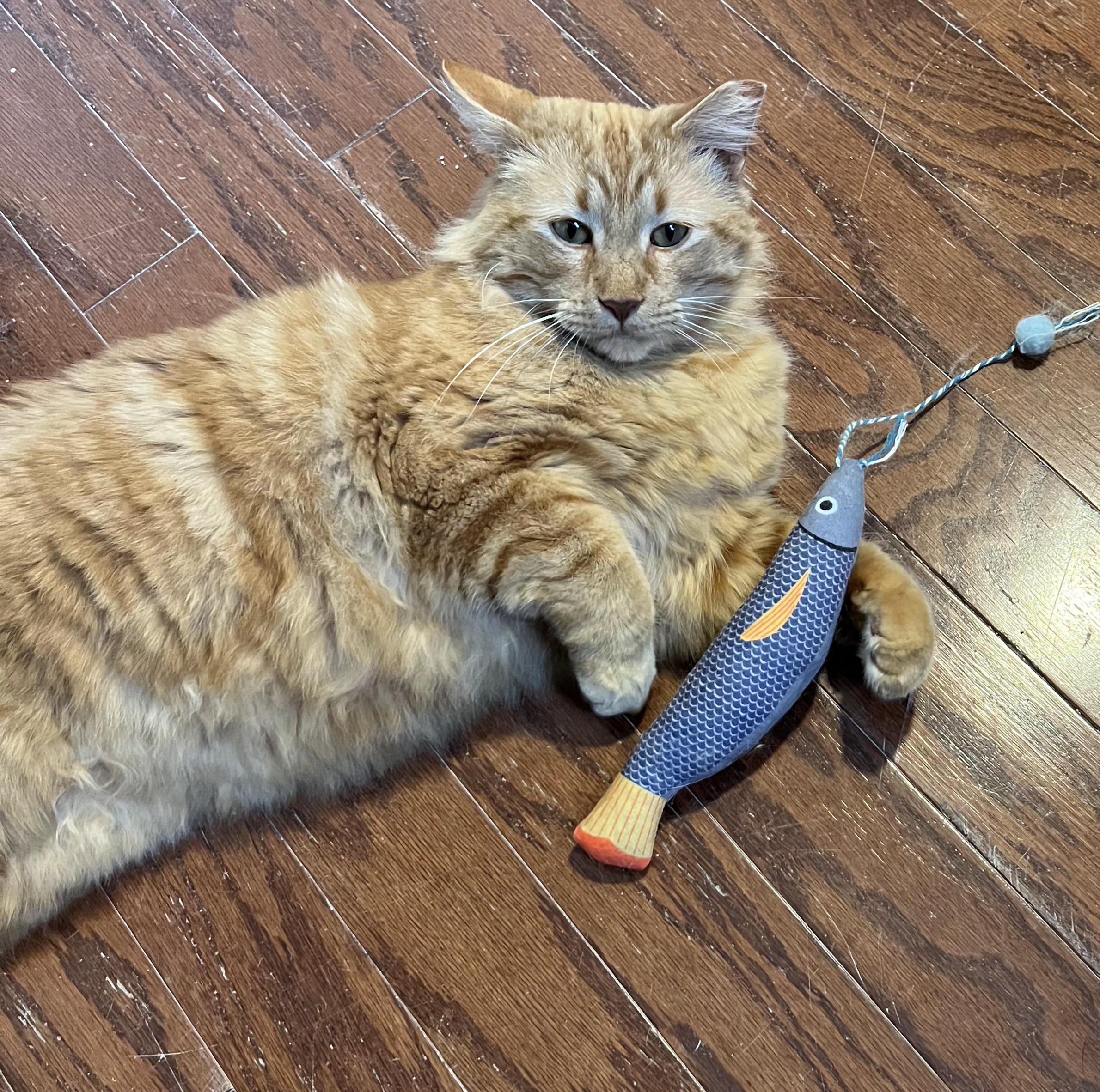 Rubber Ducky (RD!), a ADOPTABLE Domestic Short Hair in Brighton, MI image 3/5