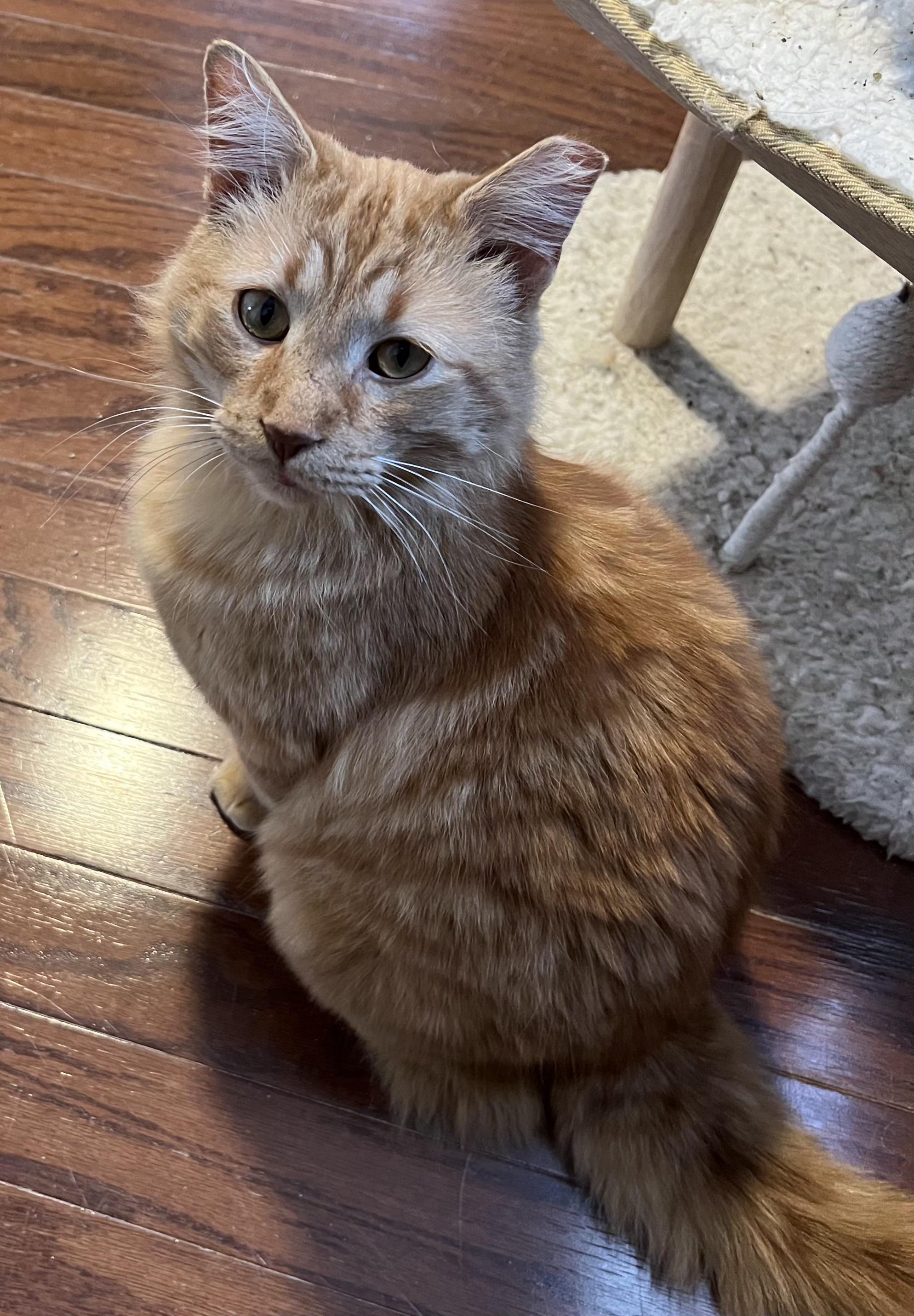 Rubber Ducky (RD!), ADOPTABLE, Adult Male Domestic Short Hair.