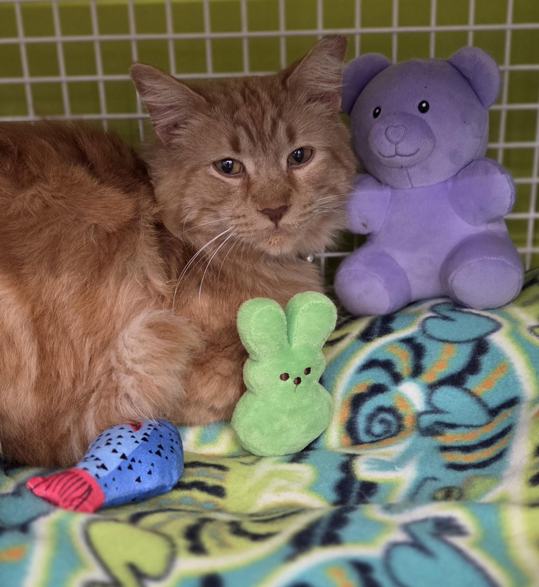 Rubber Ducky (RD!), a ADOPTABLE Domestic Short Hair in Brighton, MI image 2/5