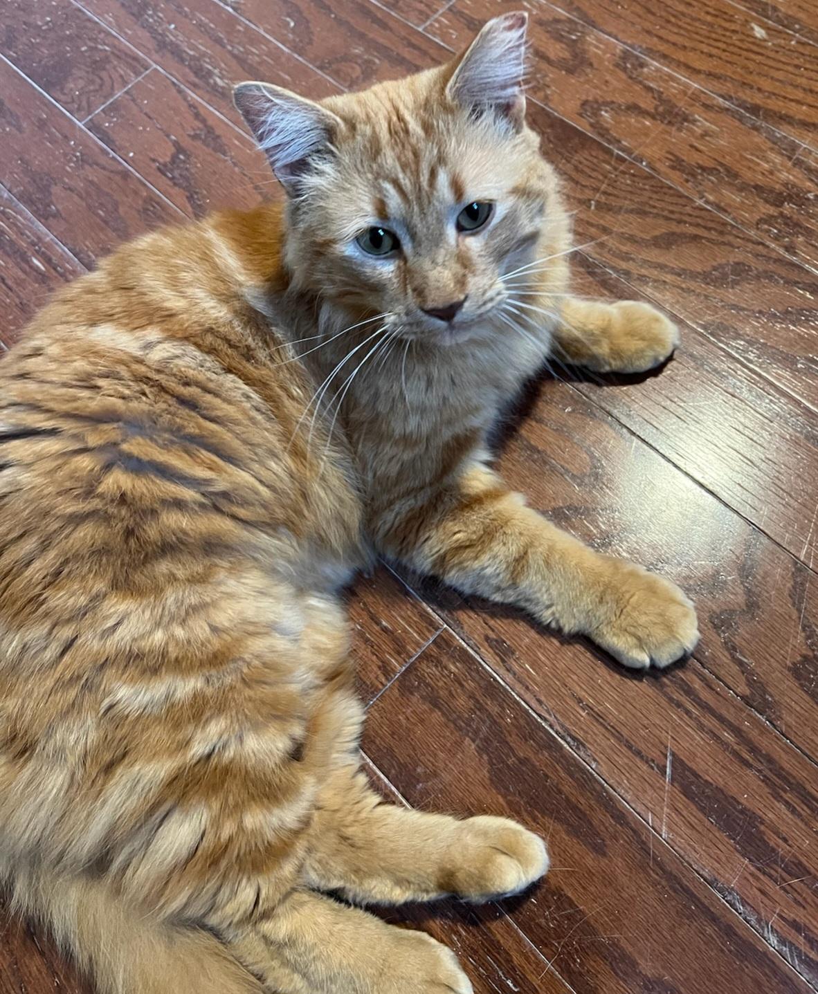 Rubber Ducky (RD!), a ADOPTABLE Domestic Short Hair in Brighton, MI image 5/5