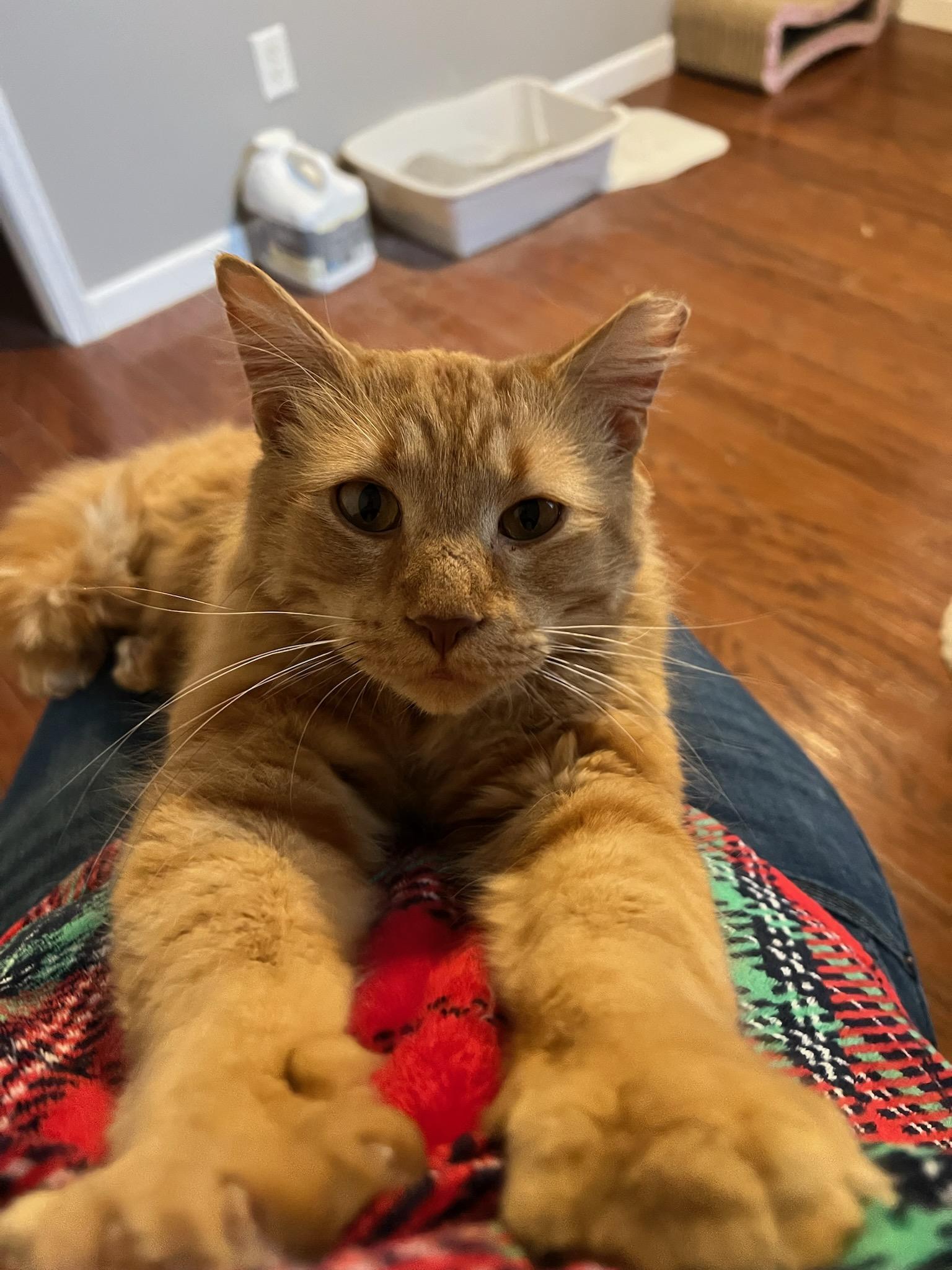 Rubber Ducky (RD!), a ADOPTABLE Domestic Short Hair in Brighton, MI image 4/5