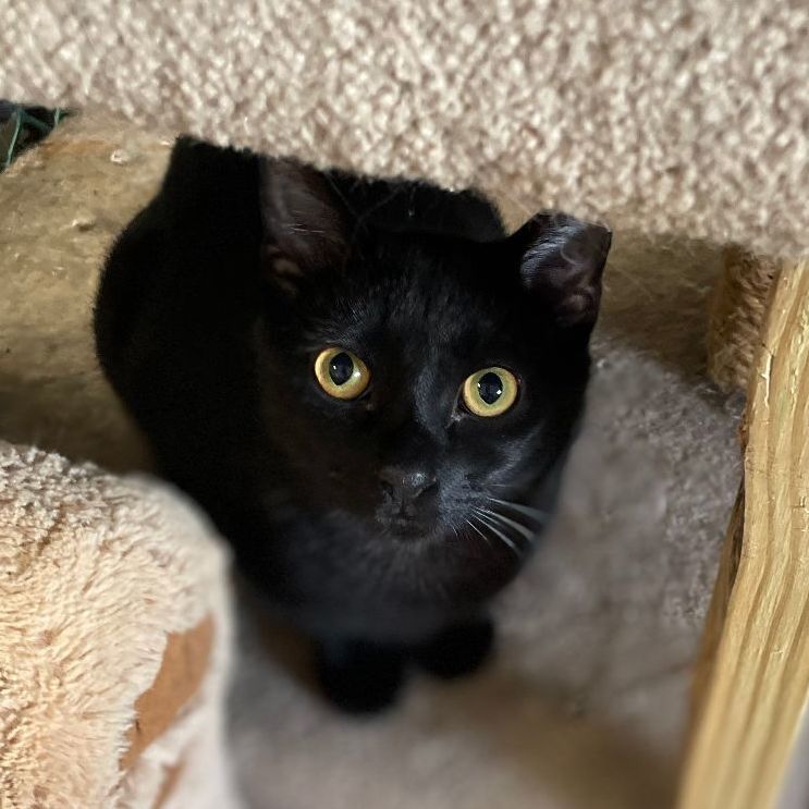 Enlarge Gatsby, a Adopted mixed breed in East Elmhurst, NY image 1/10