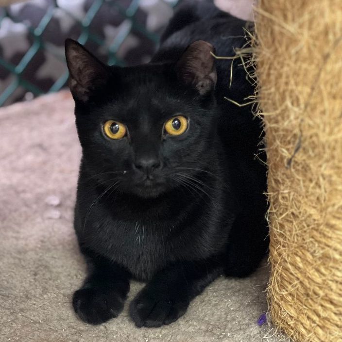 Enlarge Gatsby, a Adopted mixed breed in East Elmhurst, NY image 2/10