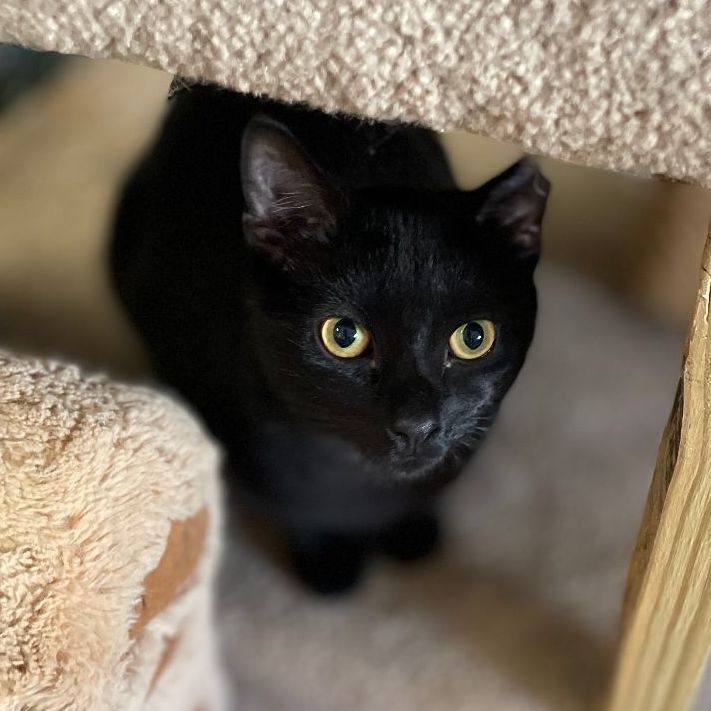 Enlarge Gatsby, a Adopted mixed breed in East Elmhurst, NY image 3/10