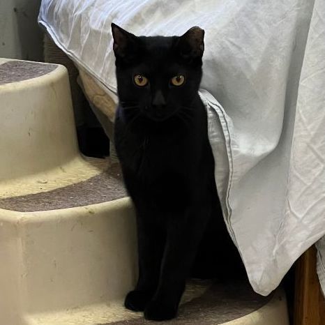 Enlarge Gatsby, a Adopted mixed breed in East Elmhurst, NY image 4/10