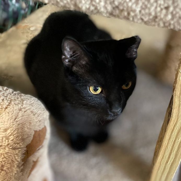 Enlarge Gatsby, a Adopted mixed breed in East Elmhurst, NY image 5/10