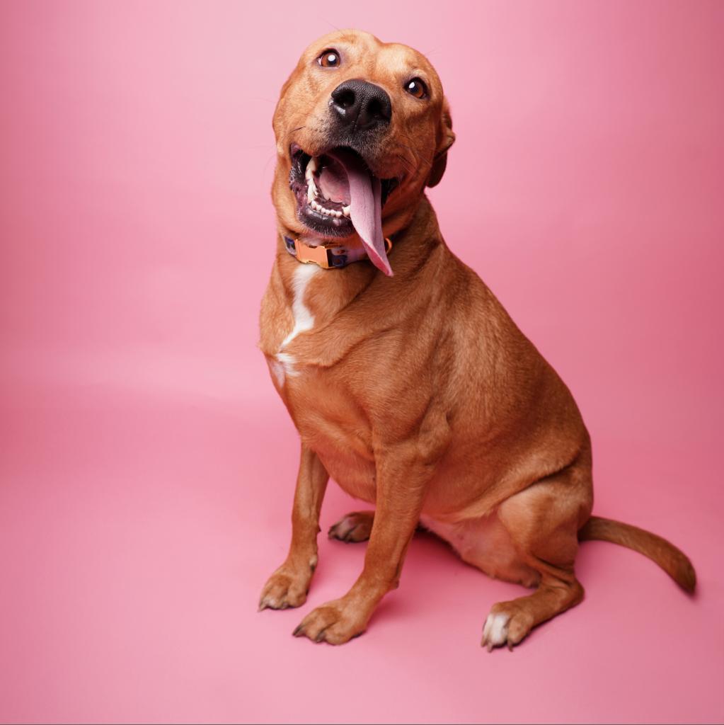 Rory VII, Adoptable, Adult Female Labrador Retriever.