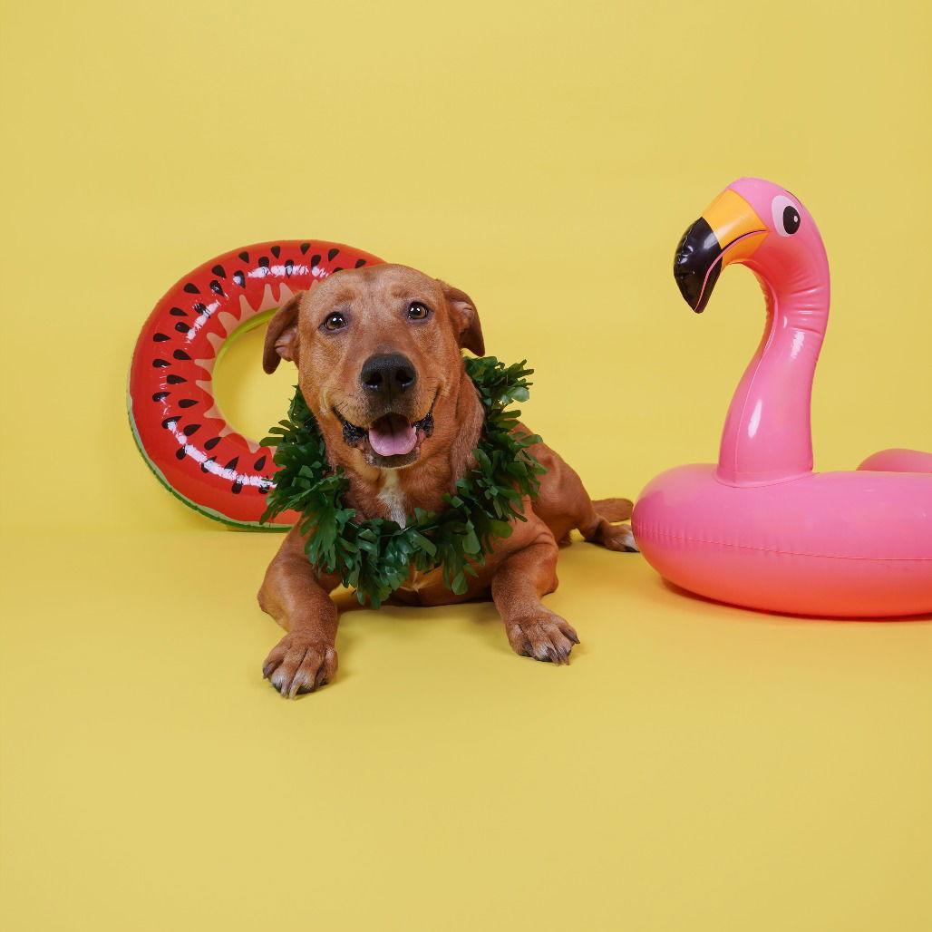 Rory VII, Adoptable, Adult Female Labrador Retriever.