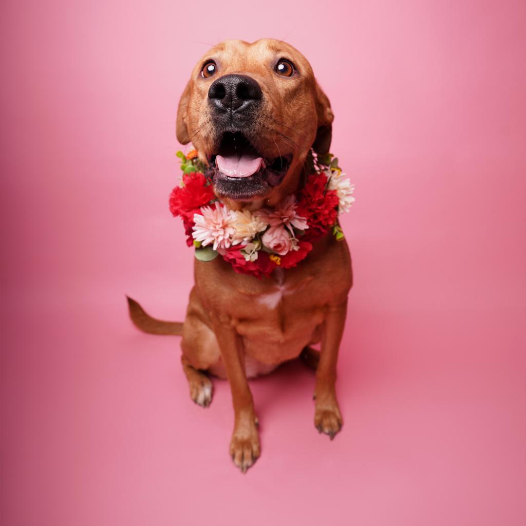 Rory VII, a Adoptable Labrador Retriever in Dallas, TX image 3/3