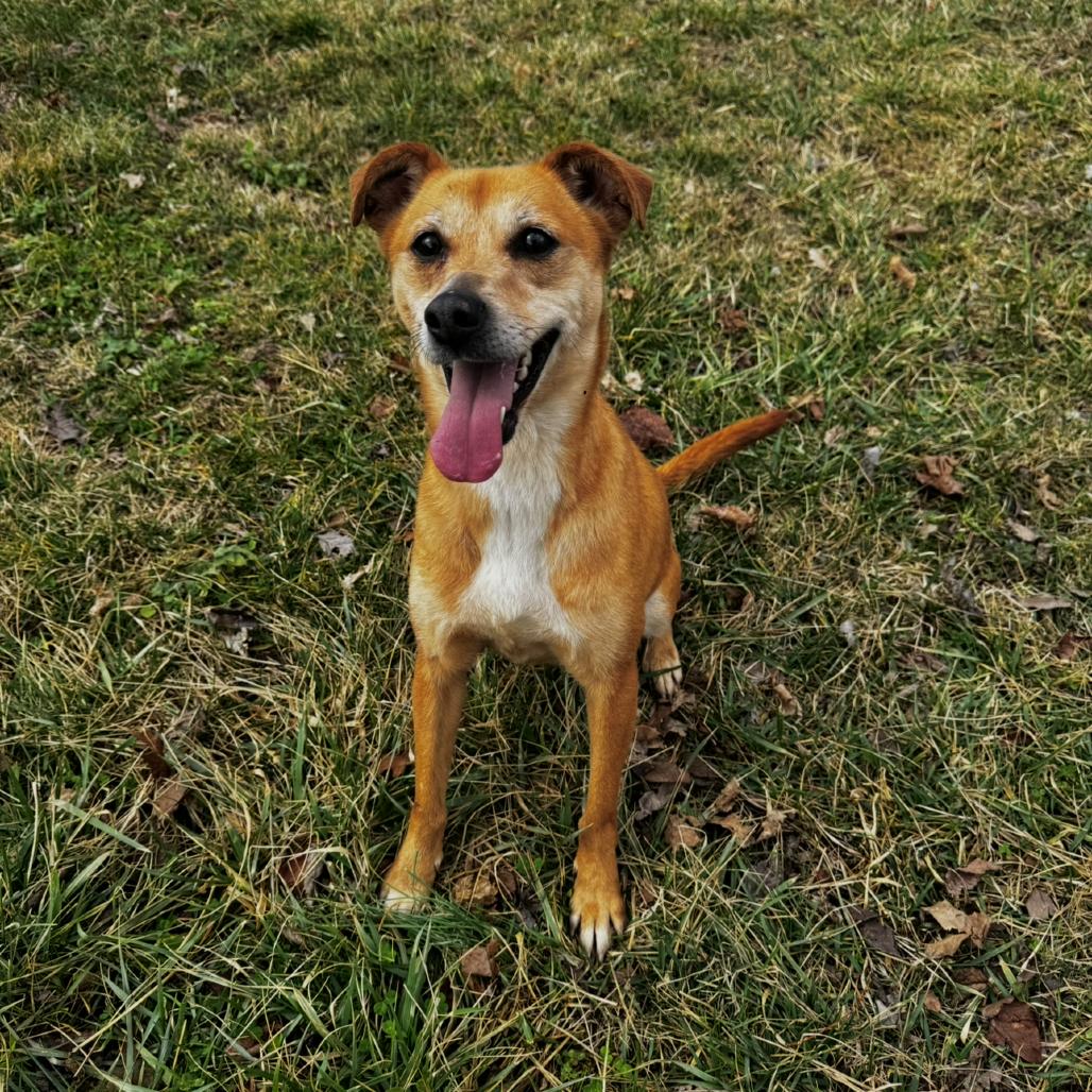 Enlarge Zola, a Adoptable mixed breed in Nashville, TN image 1/6