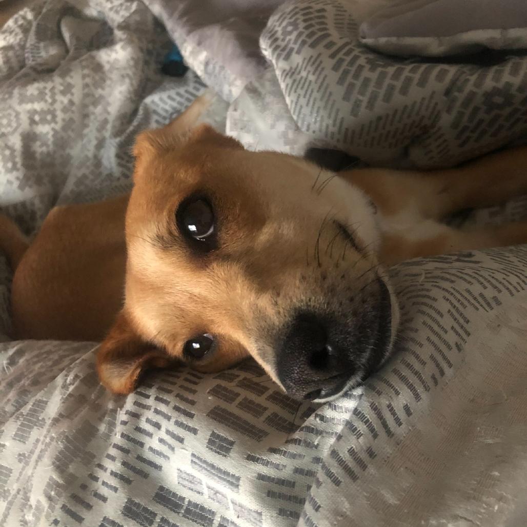 Enlarge Zola, a Adoptable mixed breed in Nashville, TN image 2/6