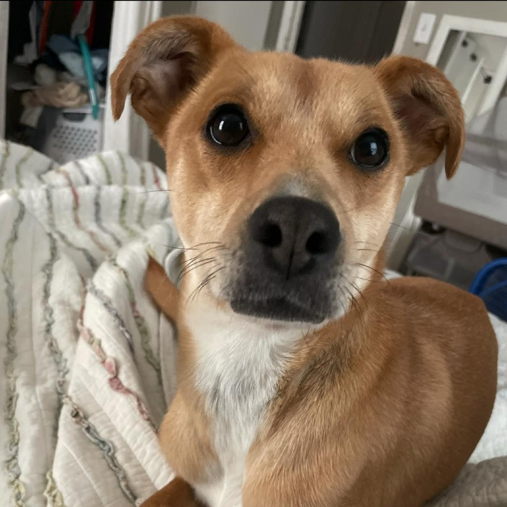 Enlarge Zola, a Adoptable mixed breed in Nashville, TN image 3/6