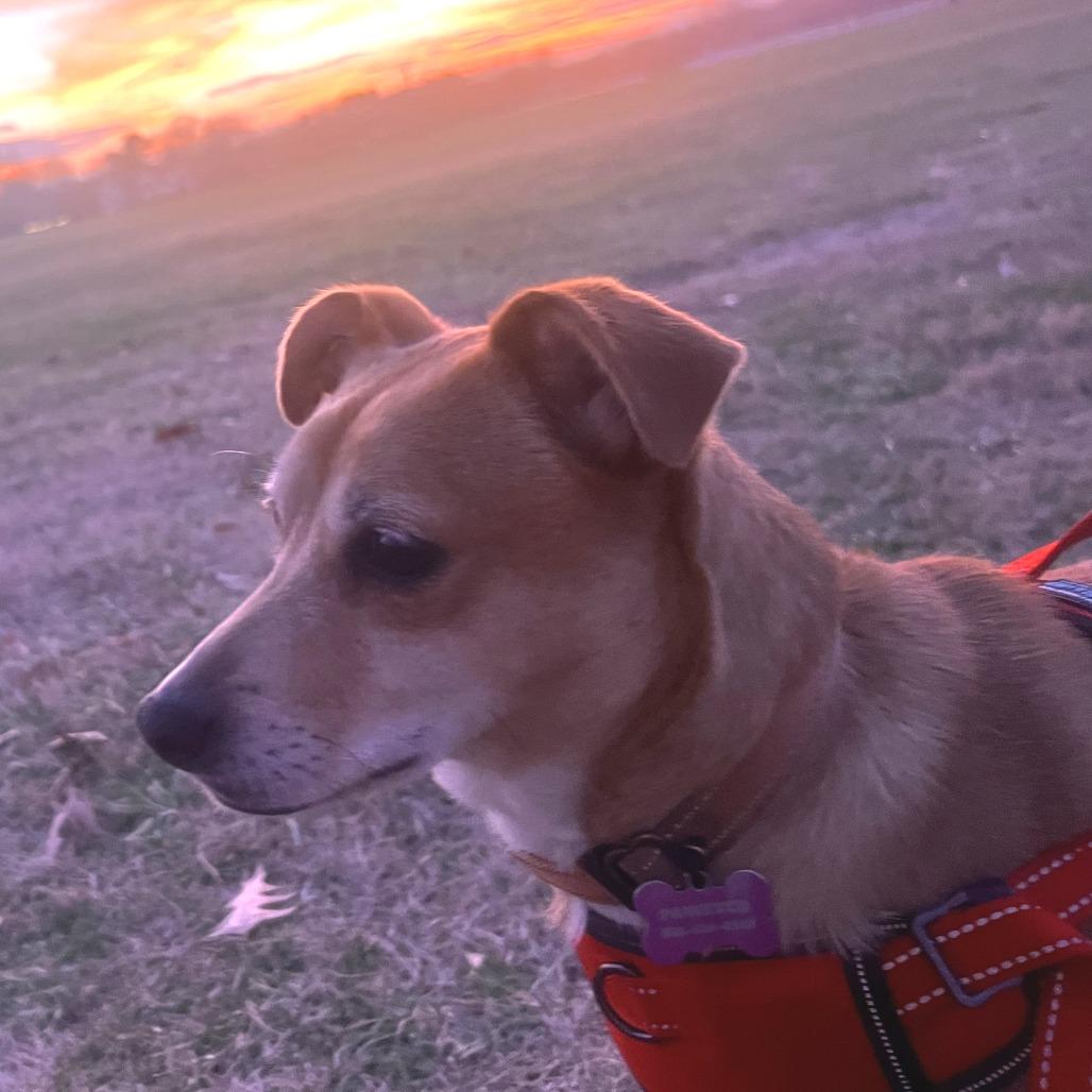 Enlarge Zola, a Adoptable mixed breed in Nashville, TN image 4/6