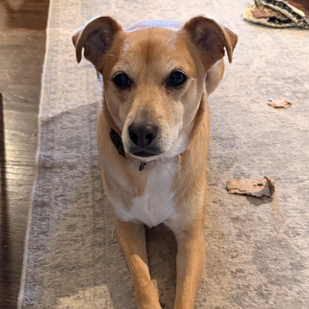 Enlarge Zola, a Adoptable mixed breed in Nashville, TN image 5/6